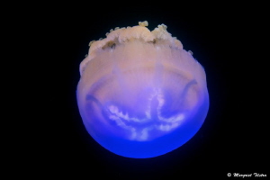 Fluorescent Jelly Fish
Not manipulated! Nikon D80, Ikeli... by Margriet Tilstra 